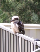 Kookaburra